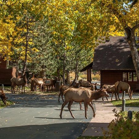 Rams Horn Village Resort Estes Park Exterior photo